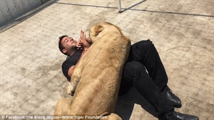 Masuk Kandang Singa yang Dilakukan Hewan Buas Terhadap Pria Ini Mengejutkan