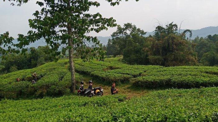 Selain Puncak, Ini 5 Tempat Wisata di Bogor yang Tak Kalah Sejuk, Alternatif Liburan saat Nyepi