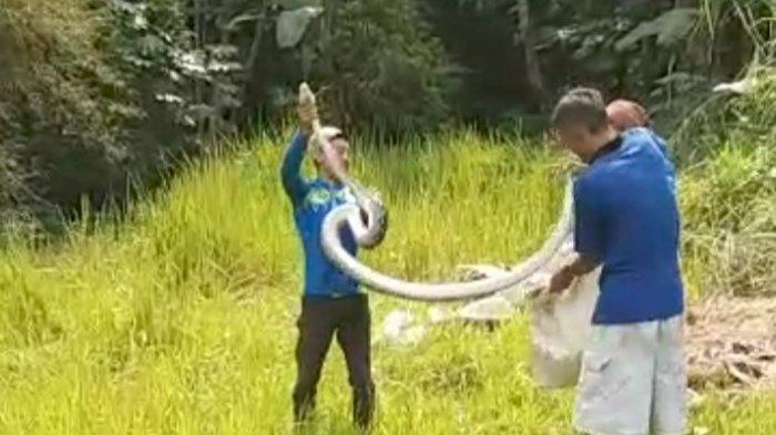 Disangka Bambu, Pria Pencari Rumput di Caringin Bogor Nyaris Dipatok Ular Sanca, Panik Seadanya