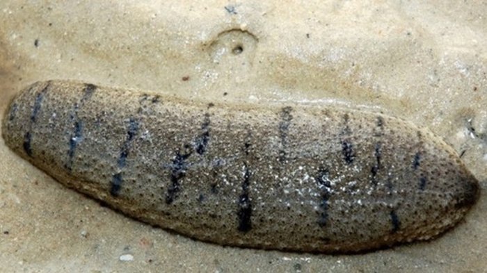 Meski 'Buruk Rupa', Teripang Berpotensi Tingkatkan Kalsium Untuk Wanita Menopouse