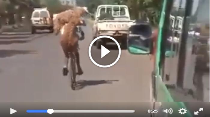 Cara Pria Bawa 2 Kambing Ini Unik, Tak Ada Mobil Sepeda pun Jadi