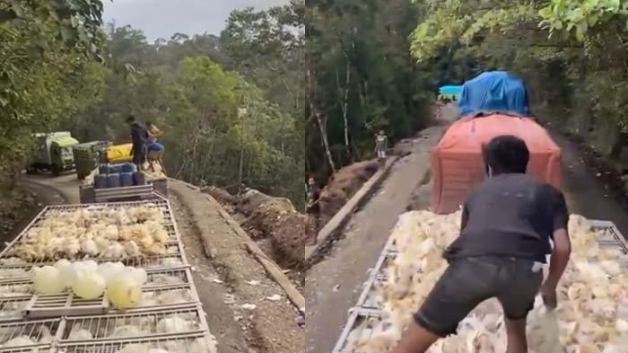 Viral Nasib Miris Pembawa Ternak Terjebak Macet Dua Hari, Ayam yang Diangkut Jadi Bangkai
