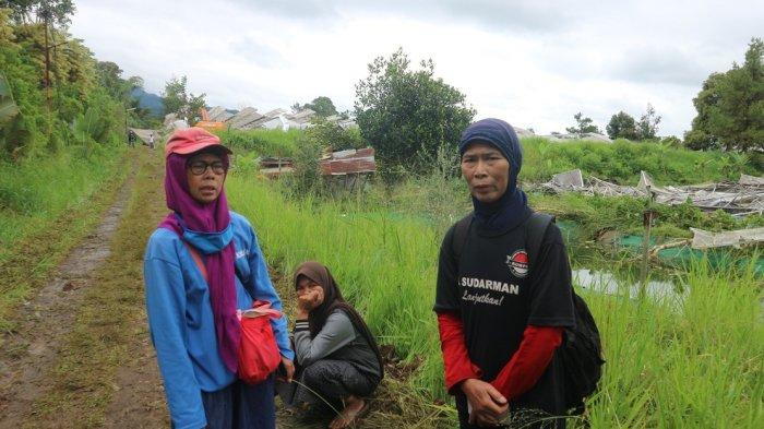 PTPN Bakal Kasih Solusi Bagi Petani Green House di Megamendung Bogor yang Ditertibkan Satpol PP