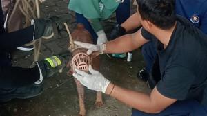 Anjing-liar-membuat-warga-Perumahan-Grand-Duta-City-Desa-Iwul-Kecamatan-Parung-Kabupaten.jpg