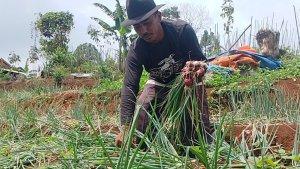 Petani-bawang-merah-bogor.jpg