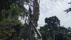 Pohon-Karet-Kebo-raksasa-yang-berada-di-depan-Balai-Kota-Bogor-terus-dipangkas-dan-bakal.jpg