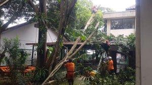 Pohon-jenis-Saputangan-setinggi-15-meter-di-SMA-Negeri-6-Kota-Bogor-tumbang.jpg