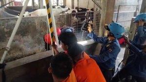 Proses-evakuasi-sapi-berbobot-500-kilogram.jpg