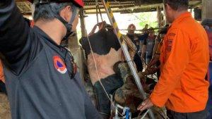 Proses-evakuasi-sapi-yang-terperosok-ke-dalam-sumur-di-wilayah-Kelurahan.jpg