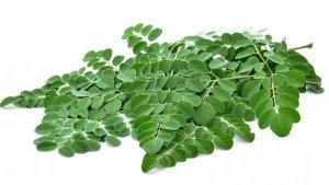 daun-kelor.jpg