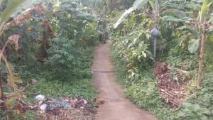 gang-mayat-cibinong-bogor.jpg