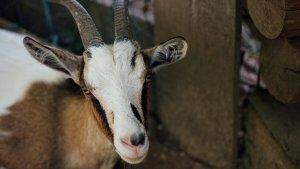 ilustrasi-kambing-kurbann.jpg
