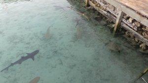 penangkaran-hiu-karimun-jawa.jpg
