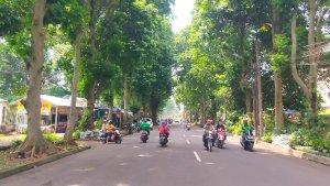 pohon-rawan-tumbang-di-kota-bogor.jpg