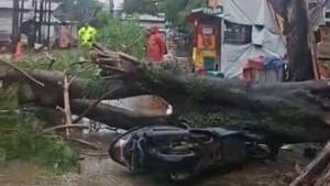 pohon-tumbang-karadenan-today.jpg