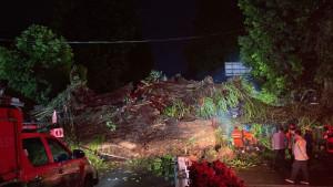 pohon-tumbang-news.jpg