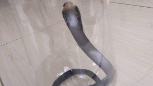 ular-kobra-buat-resah-warga.jpg