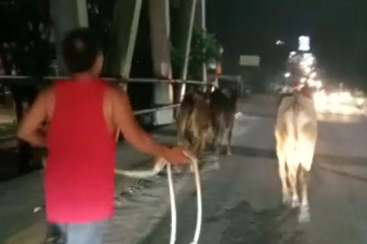 7 Ekor Sapi Lepas di Pekanbaru, Panitia Kurban Idul Adha Usaha Keras Tangkap 2 Sapi