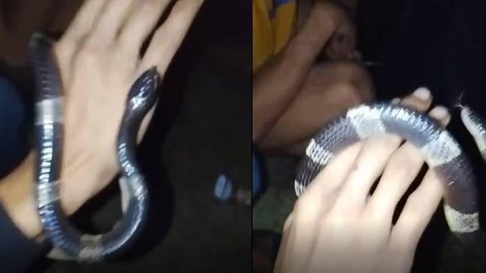 Dua-orang-pemuda-dipatuk-ular-berbisa-di-Pasir-Jaya.jpg