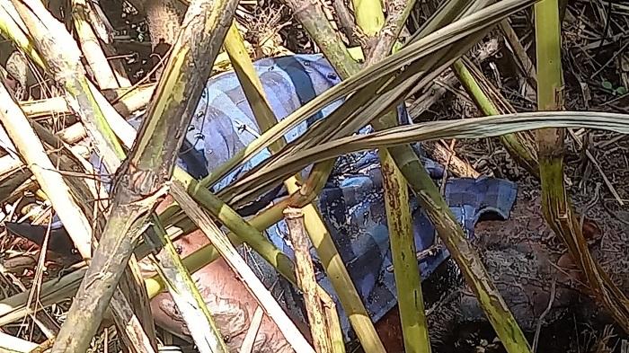 Hilang Selama Seminggu, Kakek Ocid Ditemukan Tewas di Kebun Pisang Cigombong Bogor