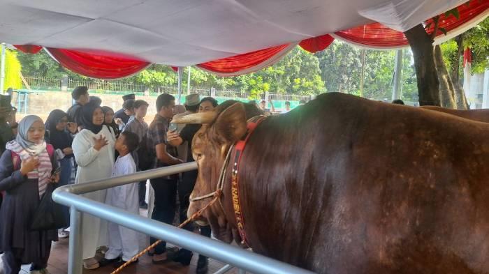Sapi-Prabowo-dan-Gibran-jadi-tontotan-warga-di-Masjid-Istiqlal-Jakarta-Pusat.jpg
