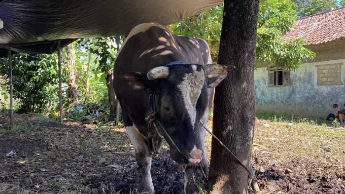 Sapi-bernama-Romi-yang-dibeli-Presiden-Prabowo-Subianto-di-peternak-lokal-asal-Kebon-Pedes.jpg