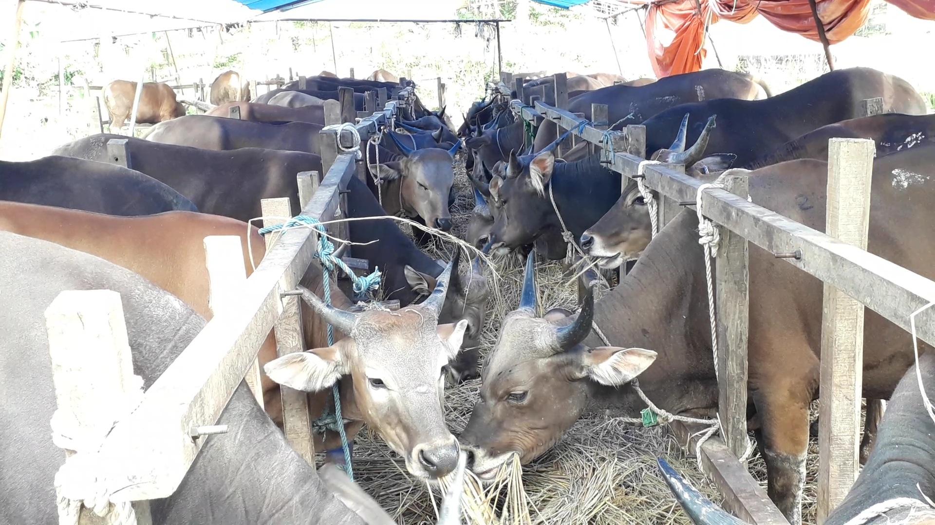 Sapi-yang-dijajakan-penjual-hewan-kurban-di-Cibinong-Kabupaten-Bogor.jpg