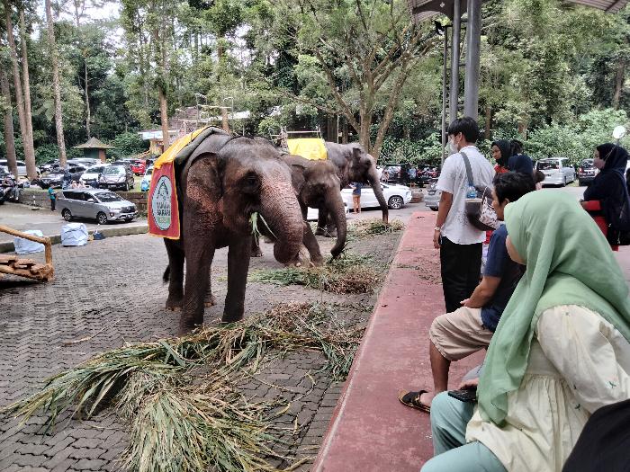 Sedang-Memberi-Makan-Gajah-Rabu-452022.jpg