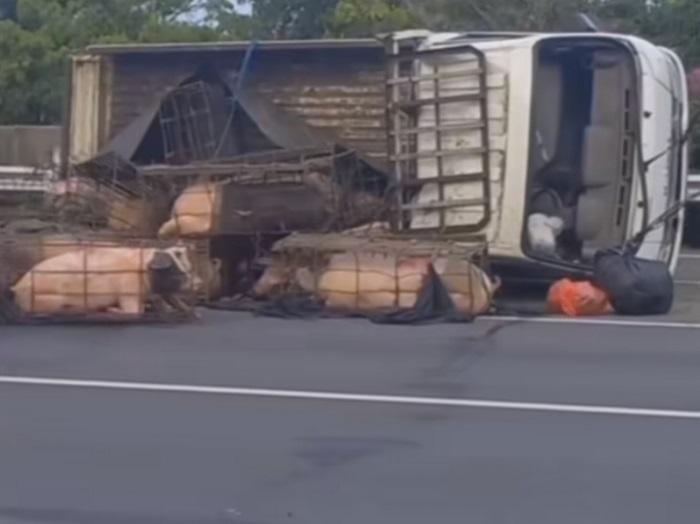 Truk-Bermuatan-Babi-Terguling.jpg