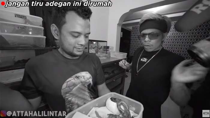 Nekat Elus Telur Ular, Atta Halilintar Dipatok Ular Piton, Panji Petualang Panik : Dia Marah !