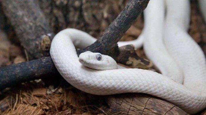 arti-mimpi-digigit-ular-putih-nih.jpg
