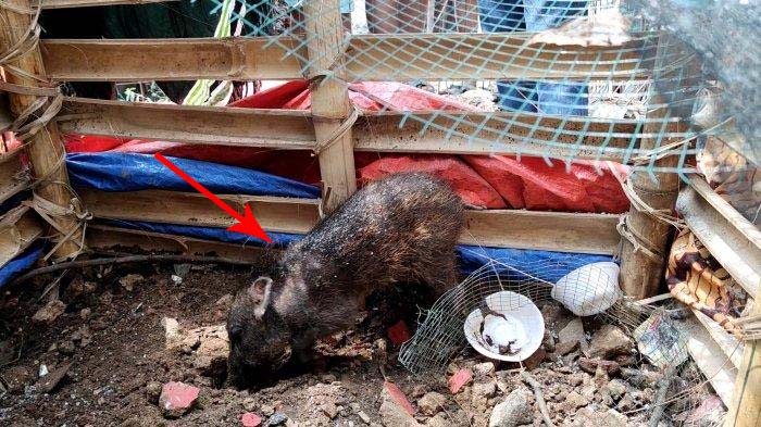Rela Bugil Demi Tangkap Babi Ngepet, Warga Syok Lihat Benda di Leher, Sang Hewan Berakhir Disembelih