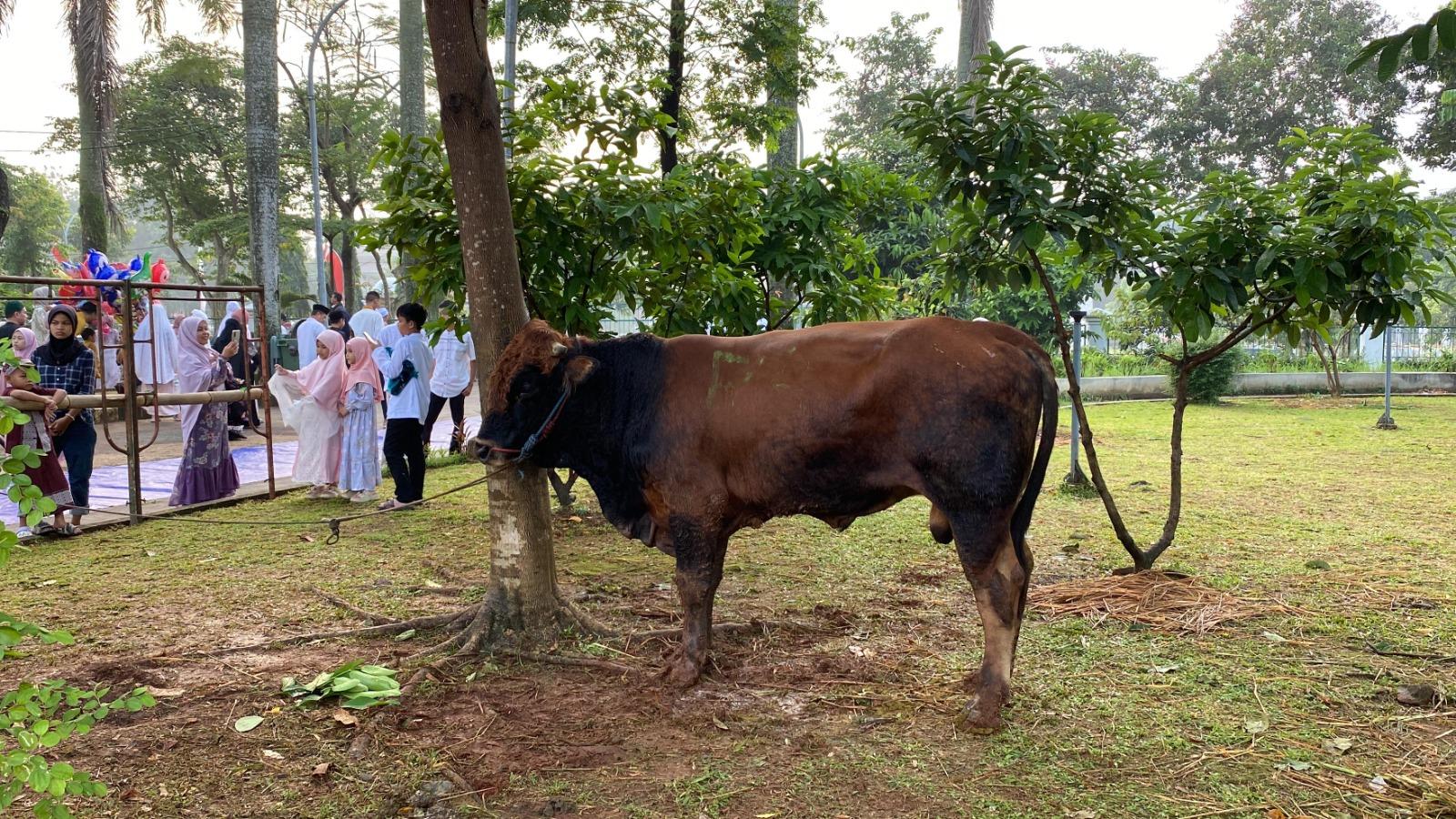 Diskanak Bogor Tak Anjurkan Daging Kurban Dibungkus Kantong Kresek Daur Ulang, Ini Bahayanya