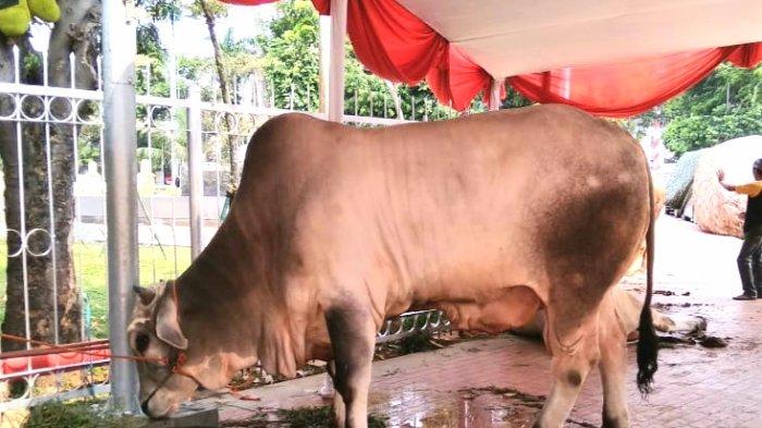 hewan-kurban-berupa-sapi-milik-presiden-joko-widodo1.jpg