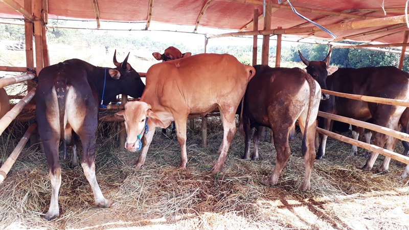 hewan-qurban_20180803_165302.jpg