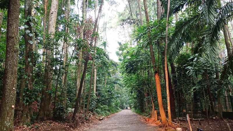 jalan-ke-hutan-cifor.jpg