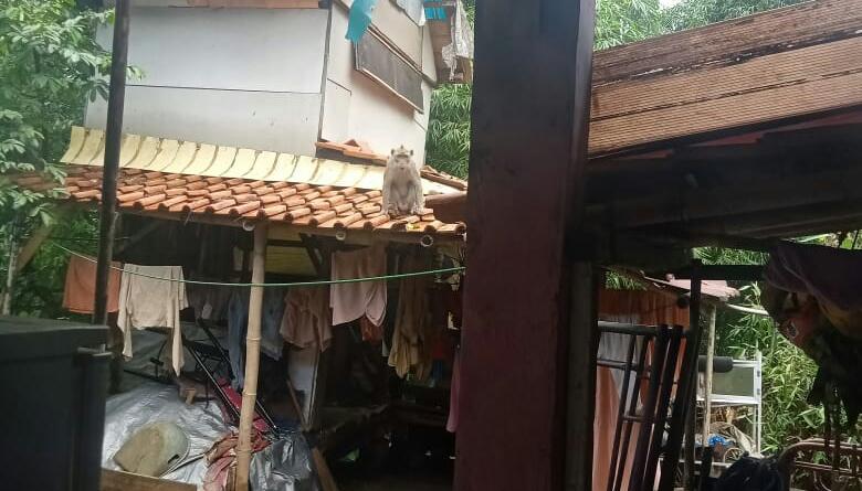 kemunculan-monyet-di-atas-saung-mikik-warga-saat-pagi-hari.jpg