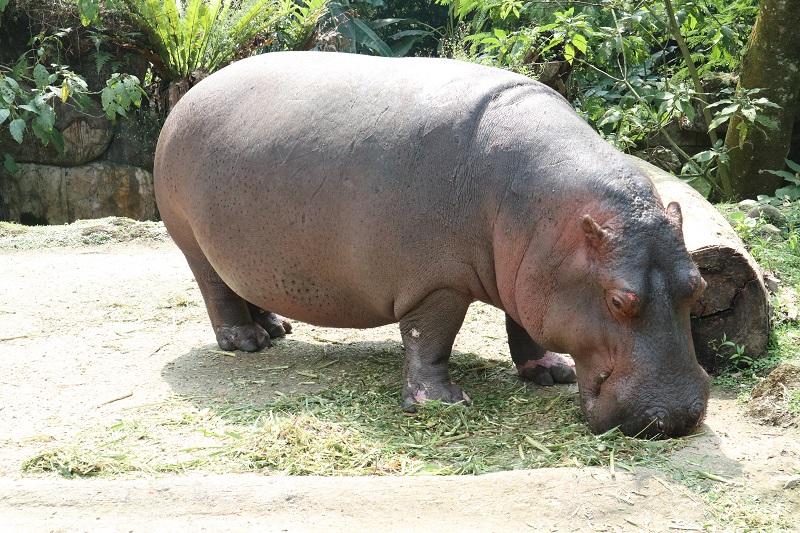kuda-nil-di-taman-safari-bogor.jpg