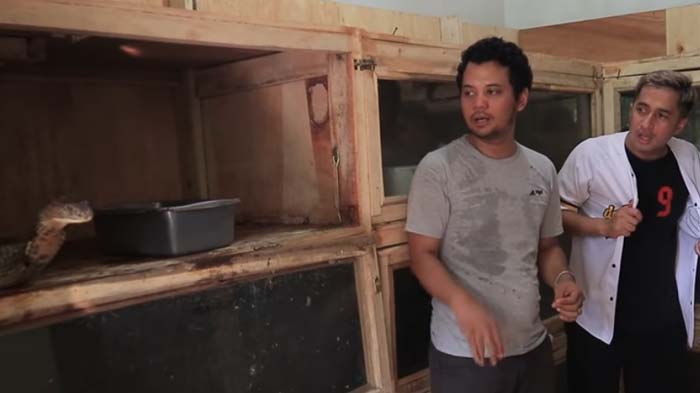 Panji Petualang Hampir Digigit Ular King Kobra yang Ngamuk, Irfan Hakim Histeris: Astaghfirullah !