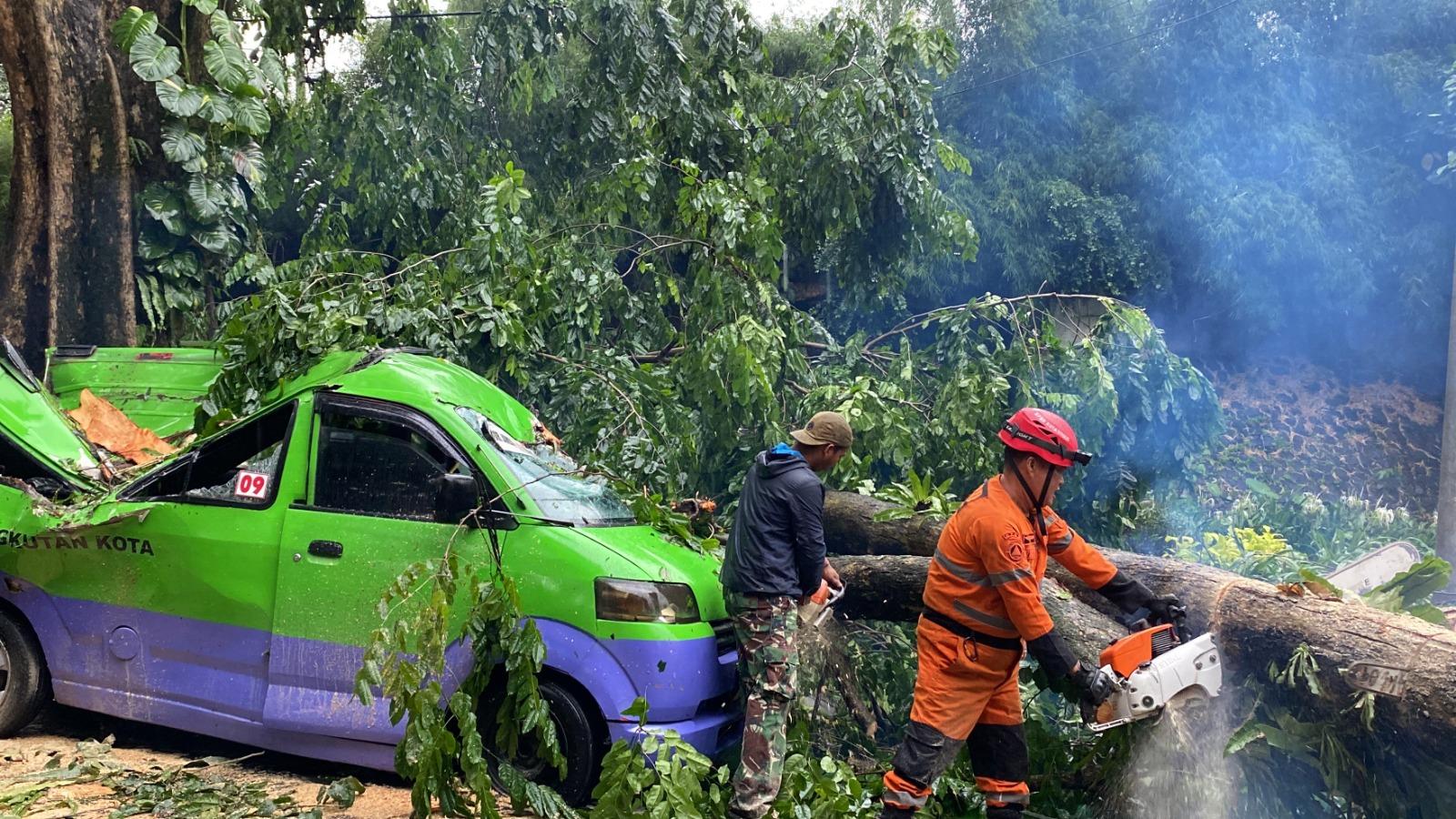 Disperumkim Kota Bogor Klaim Terus Lakukan Pemangkasan Pohon yang Kondisinya Sudah Menghawatirkan