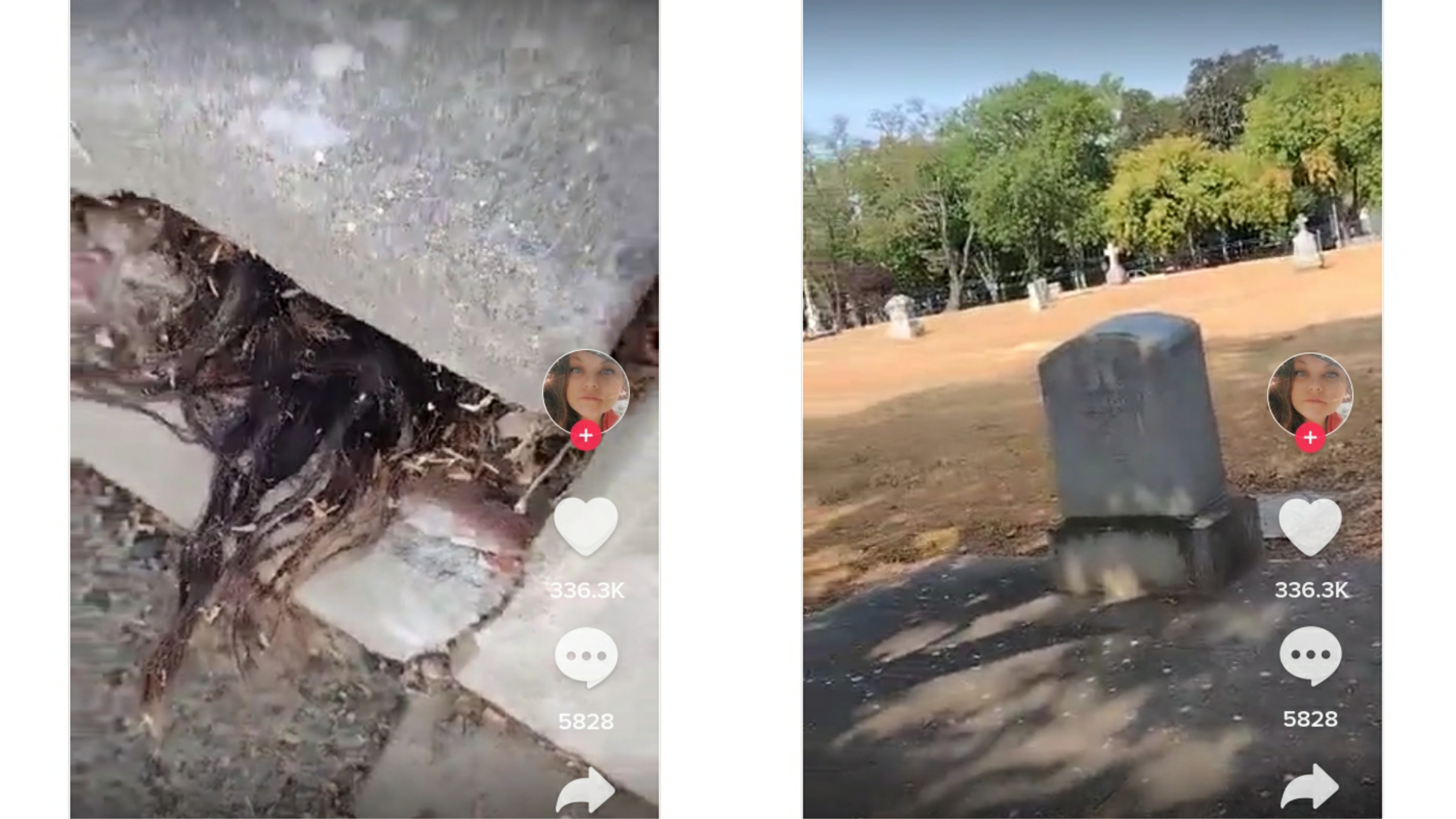 Viral Video Rambut Manusia Keluar dari Kuburan Tua Berusia 100 Tahun, Begini Kejadiannya