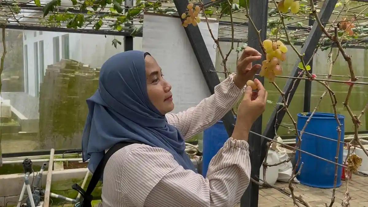 wisata-kebun-anggur.jpg