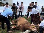 3-sapi-sekdaa.jpg