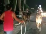 7-sapi-lepas.jpg
