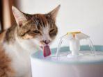 Alasan-kucing-suka-minum-air-di-kloset.jpg