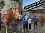 Ayu-Ting-Ting-kurban-3-ekor-sapi-berukuran-besar.jpg
