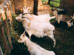 Harga-Kambing-dan-Sapi-Kurban-untuk-Idul-Adha-2025.jpg