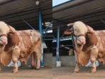 Kolasee-sapi.jpg