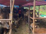 Lapak-pedagang-sapi-kurban-di-Simpang-Bambu-Kuning.jpg