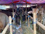 Lapak-penjual-sapi-kurban-di-Jalan-KSR-Dadi-Kusmayadi-Kelurahan-Tengah-Kecamatan-Cibinong.jpg